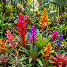 Mixed Bromeliad Flower Seeds for Planting