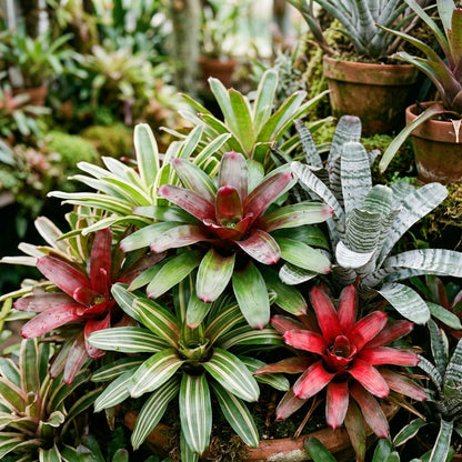 Mixed Bromeliad Flower Seeds for Planting