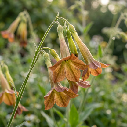 Nicotiana langsdorfii Bronze Queen Flower Seeds for Planting