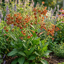 Nicotiana langsdorfii Bronze Queen Flower Seeds for Planting