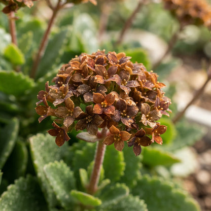 Brown Kalanchoe Flower Seeds for Planting