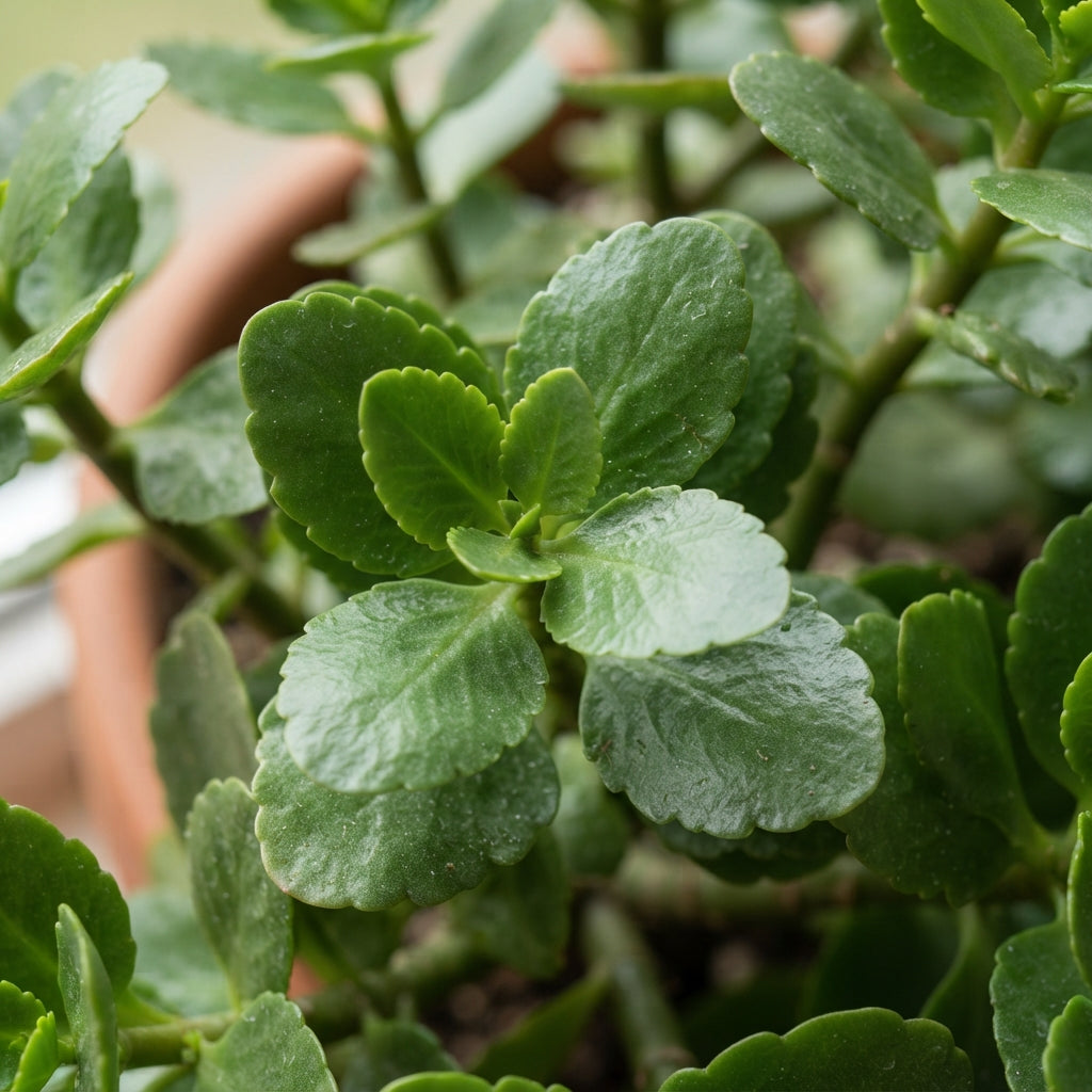 Brown Kalanchoe Flower Seeds for Planting