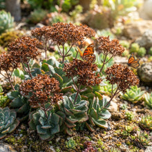 Brown Kalanchoe Flower Seeds for Planting