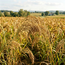 Brown Top Millet Seeds – Sustainable Grain Crop