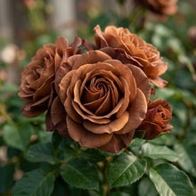 Brown Rose Flower Seeds for Planting