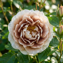 Brown and White Mixed Rose Flower Seeds - Mixed Rose Flower Seeds for Garden