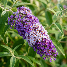 Buddleia Tricolour Butterfly Bush Seeds