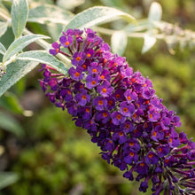 Black Knight Buddleja Flower Seeds for Planting