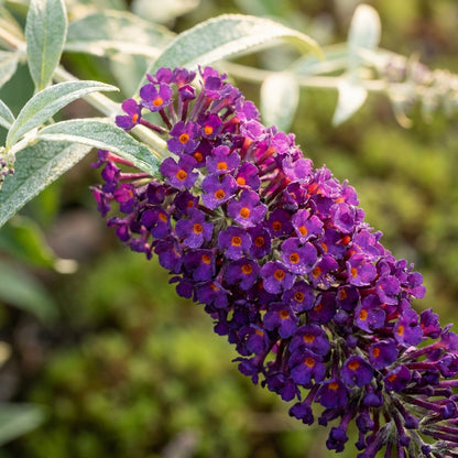 Black Knight Buddleja Flower Seeds for Planting