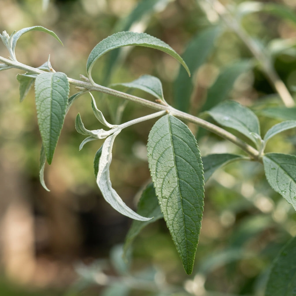Buddleja davidii Alba Seeds