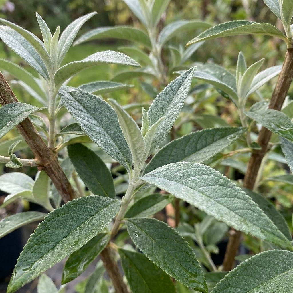 Black Knight Buddleja Flower Seeds for Planting