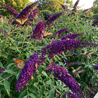 Black Knight Buddleja Flower Seeds for Planting
