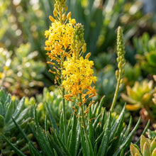Guinea Flower Seeds Bulbine Frutescens - Flower Seeds for Garden