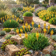Guinea Flower Seeds Bulbine Frutescens - Flower Seeds for Garden