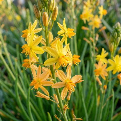 Bulbine Semibarbata Seeds for Garden Planting