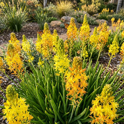 Bulbine Semibarbata Seeds for Garden Planting