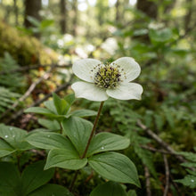 Bunchberry Flower Seeds for Planting
