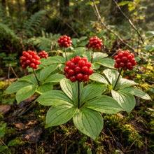 Bunchberry Dichondra Seeds for Planting