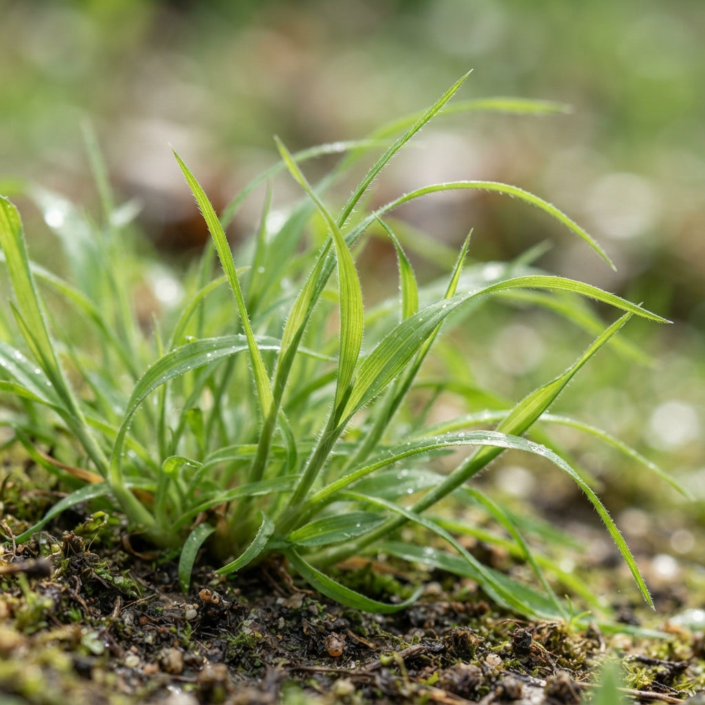 Lagurus Ovatus Bunny Tail Grass Seeds for Planting