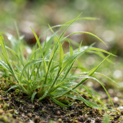 Lagurus Ovatus Bunny Tail Grass Seeds for Planting