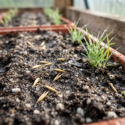 Lagurus Ovatus Bunny Tail Grass Seeds for Planting