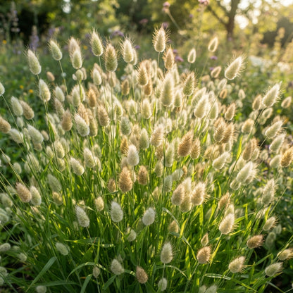 Lagurus Ovatus Bunny Tail Grass Seeds for Planting