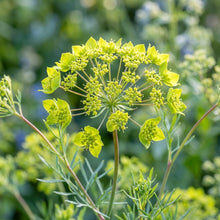 Bupleurum Griffitii Flower Seeds For Planting