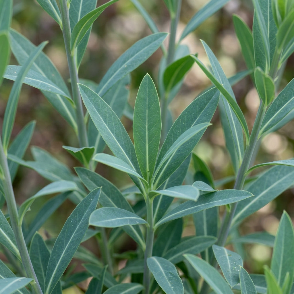 Bupleurum Griffitii Flower Seeds For Planting