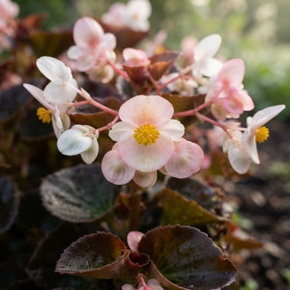Dark Burgundy Begonia Flower Seeds for Garden Planting