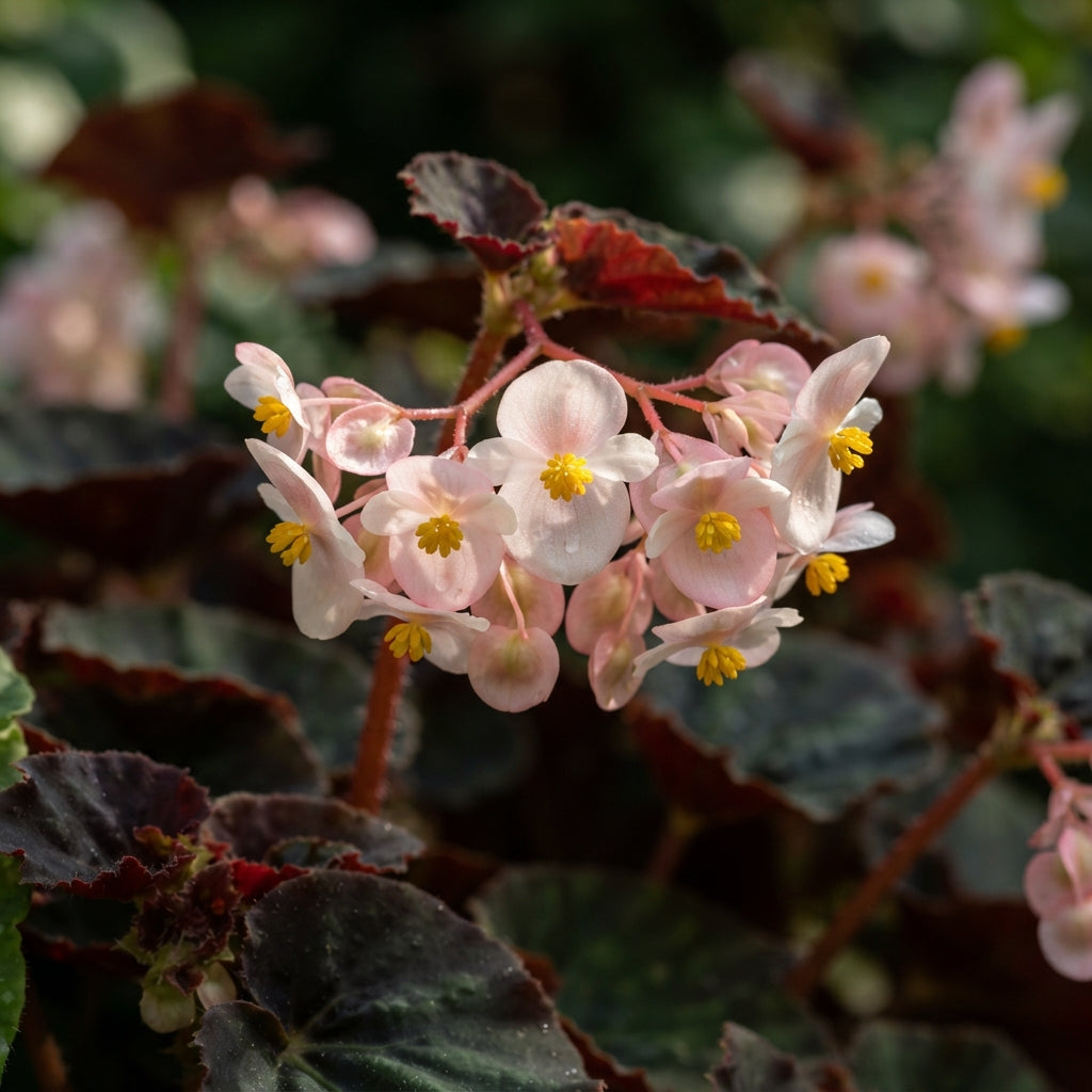 Dark Burgundy Begonia Flower Seeds for Garden Planting