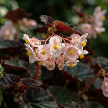Dark Burgundy Begonia Flower Seeds for Garden Planting
