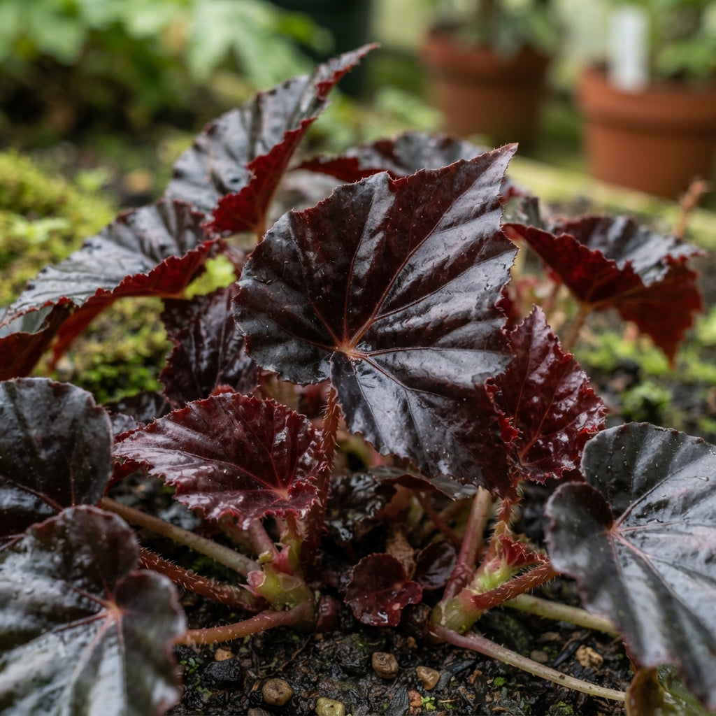 Dark Burgundy Begonia Flower Seeds for Garden Planting