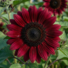 Burgundy Black Center Sunflower Seeds For Planting