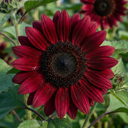 Burgundy Black Center Sunflower Seeds For Planting