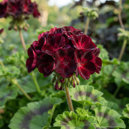 Burgundy Geranium Flower Seeds for Garden Planting