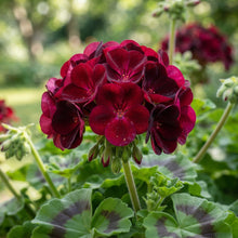 Burgundy Geranium Flower Seeds for Garden Planting