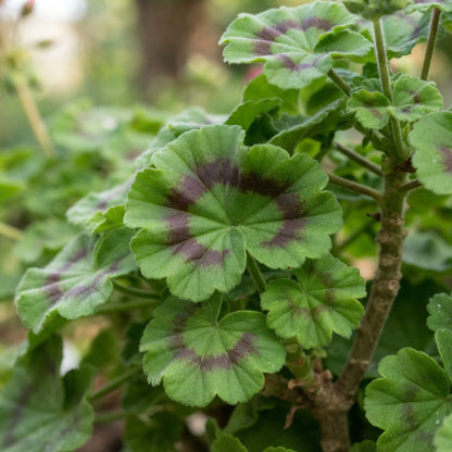 Burgundy Geranium Flower Seeds for Garden Planting