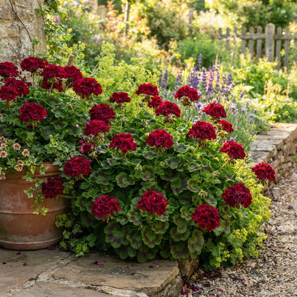 Burgundy Geranium Flower Seeds for Garden Planting