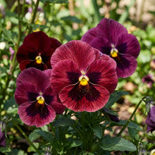Burgundy Pansy Flower Seeds For Planting