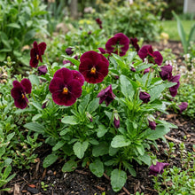 Burgundy Pansy Flower Seeds For Planting