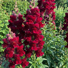 Burgundy Red Snapdragon Flower Seeds For Planting