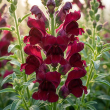 Burgundy Red Snapdragon Flower Seeds For Planting