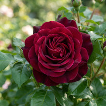 Burgundy Rose Seeds for Planting