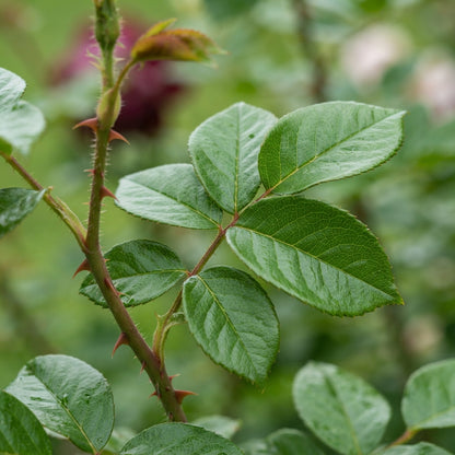 Burgundy Rose Seeds for Planting