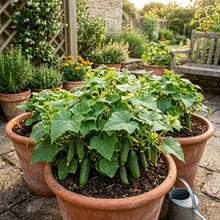 Cucumber Bush Seeds for Patio – Compact Cucumber Seeds for Home Garden