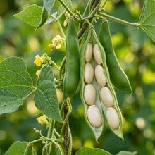 Lima Bean Seeds (Phaseolus lunatus) – Henderson Butter Bean Seeds