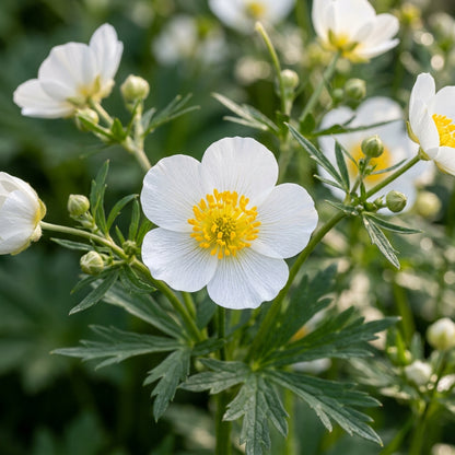 Ranunculus Aconitifolius Seeds