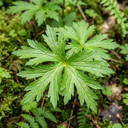 Ranunculus Aconitifolius Seeds