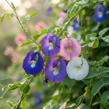 Clitoria ternatea (Aparajita) Mixed Color Flower Seeds for Planting