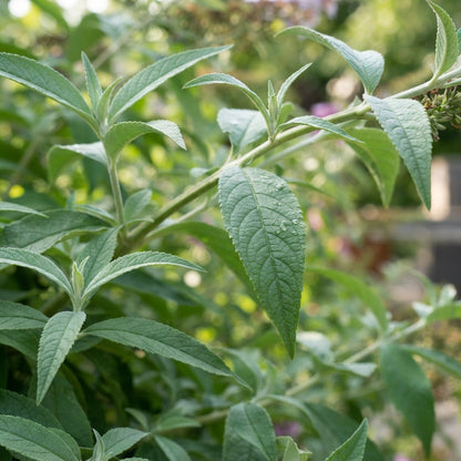 Butterfly Bush Mixed Seeds - Butterfly Bush Flower Seeds for Garden